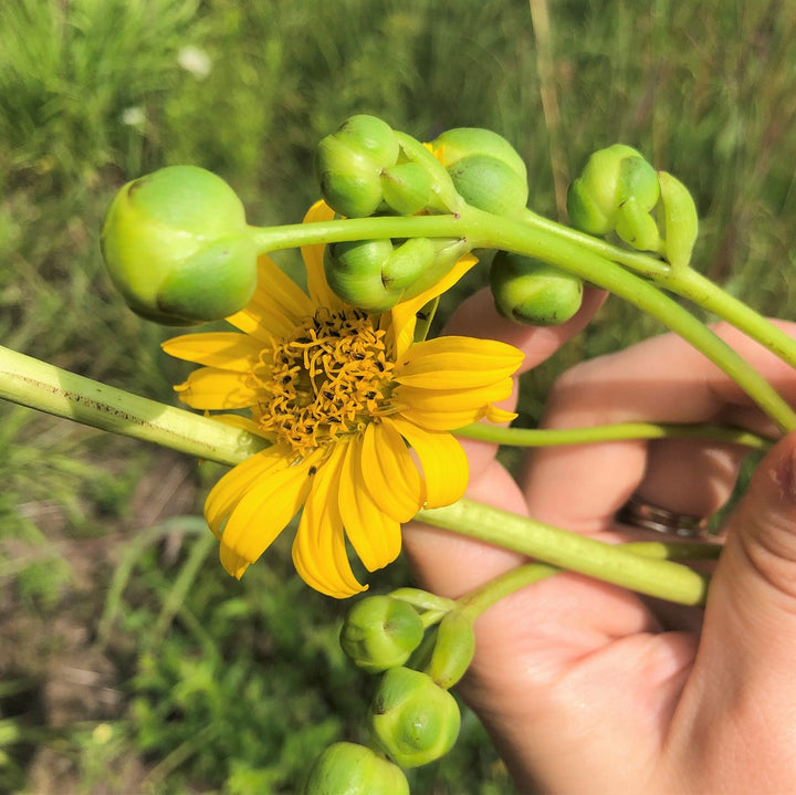 Prairie Dock - Silphium terebinthinaceum | Perennial from StWilliamsNursery&EcologyCentre