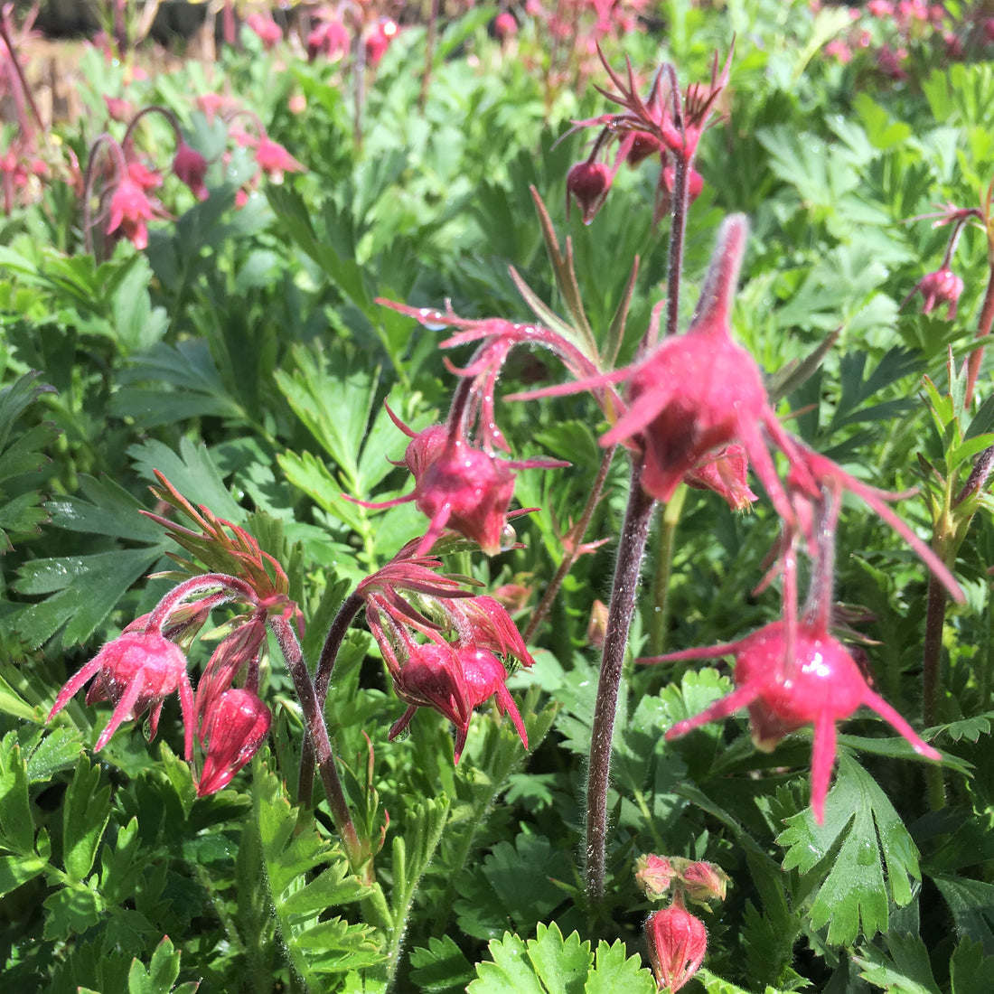 Prairie Smoke - Geum triflorum | Perennial from StWilliamsNursery&EcologyCentre