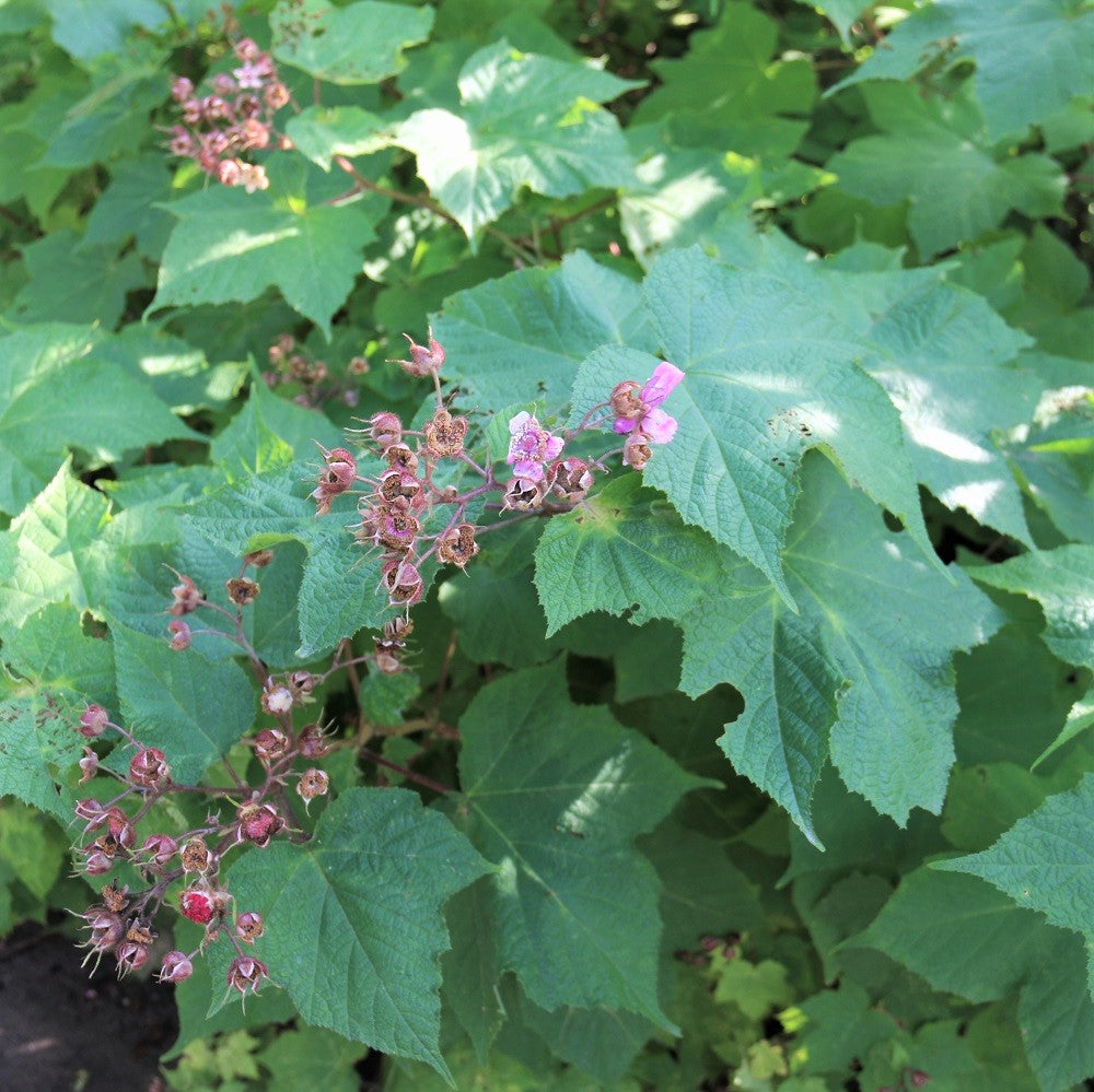 Purple-Flowering Raspberry - Rubus odoratus | Shrub from StWilliamsNursery&EcologyCentre