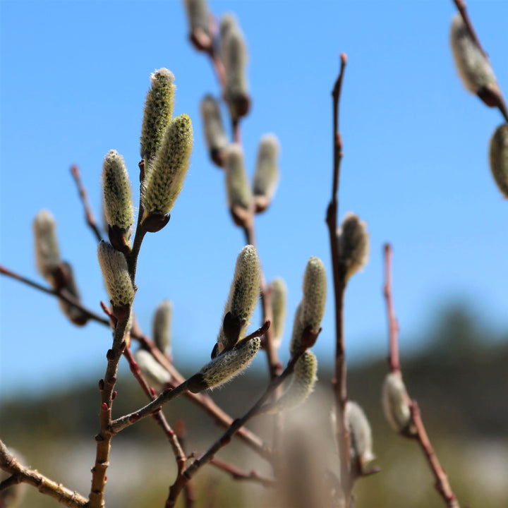 Pussy Willow - Salix discolor | Shrub from StWilliamsNursery&EcologyCentre