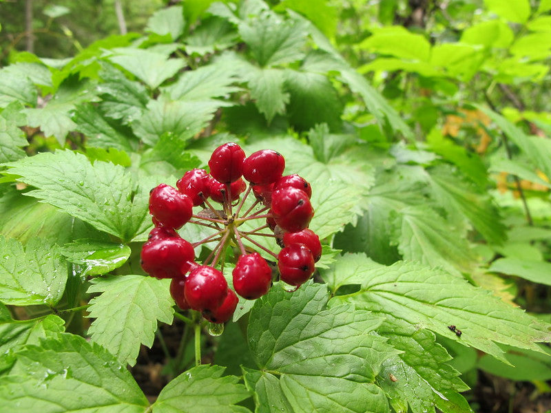 Red Baneberry - Actaea rubra | Perennial from EphemeralArk