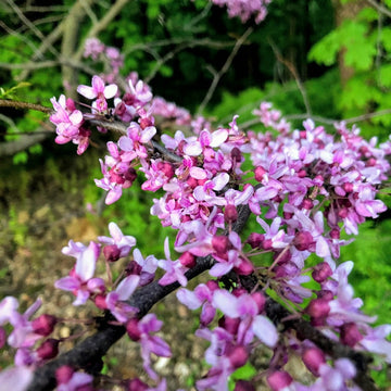 Redbud - Cercis canadensis | Shrub / Small Tree from StWilliamsNursery&EcologyCentre