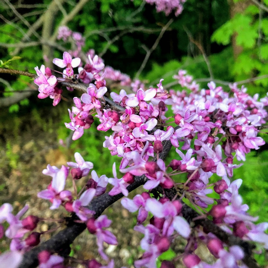 Redbud - Cercis canadensis | Shrub / Small Tree from StWilliamsNursery&EcologyCentre