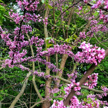 Redbud - Cercis canadensis | Tree - Deciduous from StWilliamsNursery&EcologyCentre