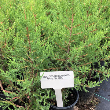 Red Cedar - Juniperus virginiana | Tree - Coniferous from StWilliamsNursery&EcologyCentre