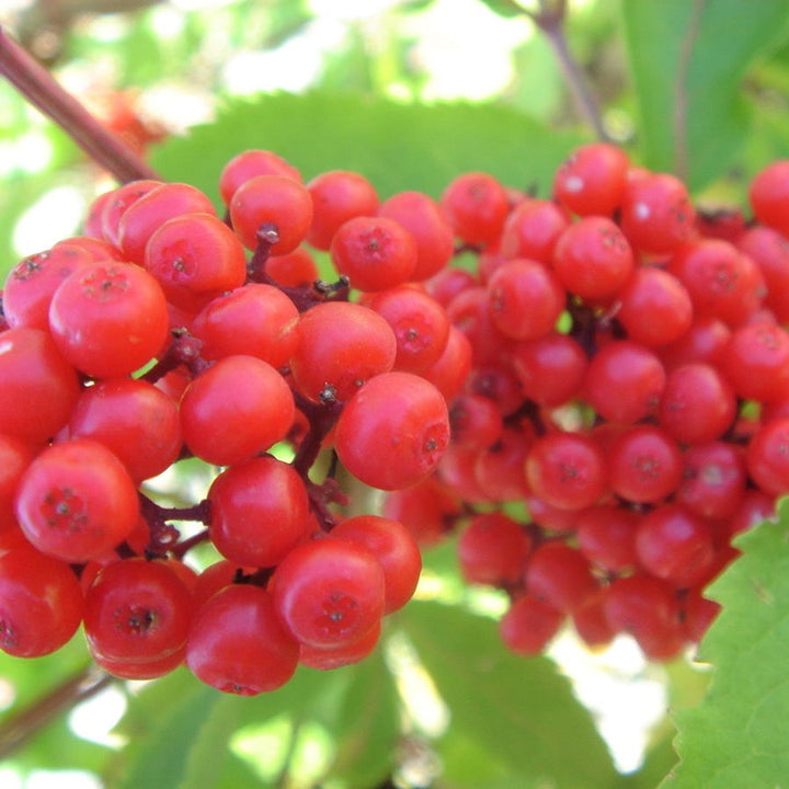 Red-Berried Elder; Red Elderberry - Sambucus racemosa (pubens) | Shrub from StWilliamsNursery&EcologyCentre