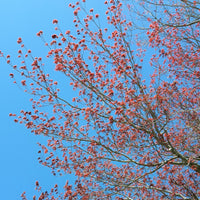 Red Maple - Acer rubrum | Tree - Deciduous from StWilliamsNursery&EcologyCentre