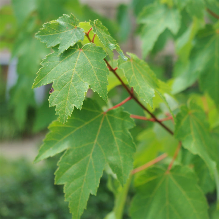 Red Maple - Acer rubrum | Tree - Deciduous from StWilliamsNursery&EcologyCentre