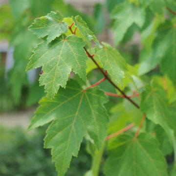 Red Maple - Acer rubrum | Tree - Deciduous from StWilliamsNursery&EcologyCentre