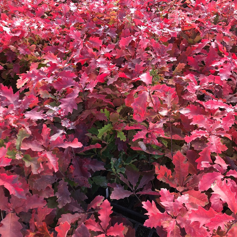 Red Oak  - Quercus rubra  | Deciduous Tree from ABTrees