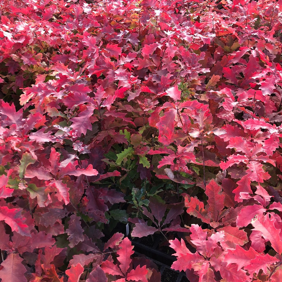 Red Oak  - Quercus rubra  | Deciduous Tree from ABTrees