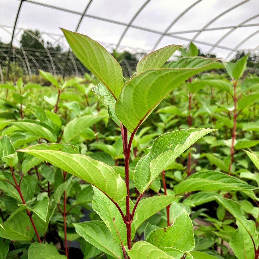 Red Osier Dogwood - Cornus stolonifera (C. sericea) | Shrub from StWilliamsNursery&EcologyCentre