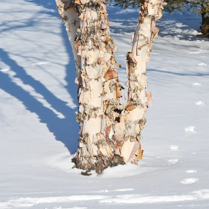 Black;River Birch  (3 or More Stem Clump) - Betula nigra 3 or More Stem Clump  | Deciduous Tree from ABTrees