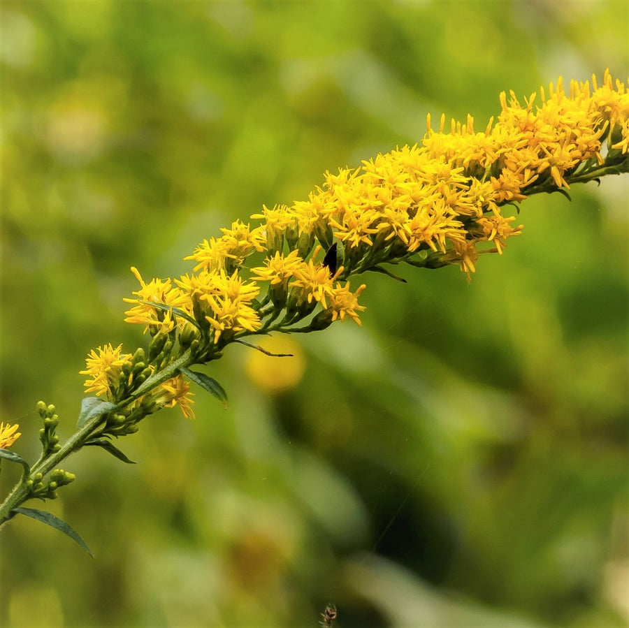 Rough Goldenrod - Solidago rugosa | Perennial from StWilliamsNursery&EcologyCentre