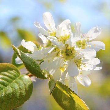 Round-Leaved Serviceberry - Amelanchier sanguinea | Shrub from StWilliamsNursery&EcologyCentre