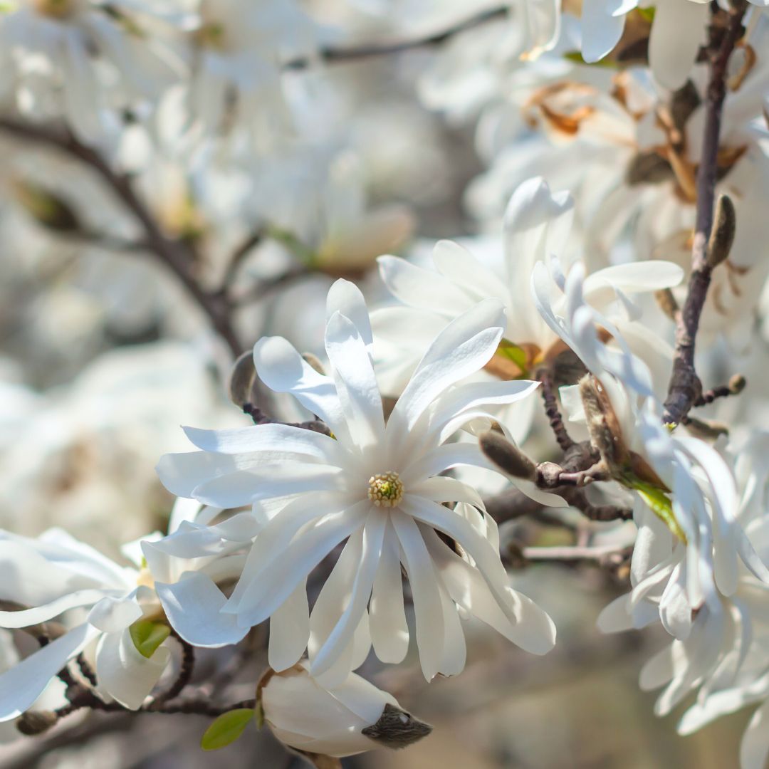 Royal Star Magnolia  - Magnolia stellata &