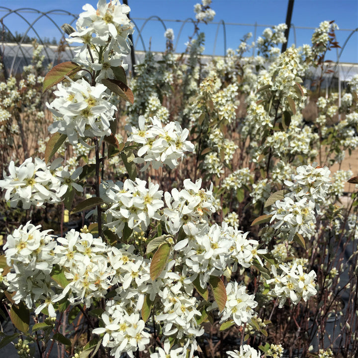 Smooth Serviceberry - Amelanchier laevis | Tree - Deciduous from StWilliamsNursery&EcologyCentre