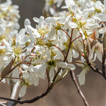 Serviceberry  - Amelanchier canadensis  | Shrub / Small Tree from ABTrees