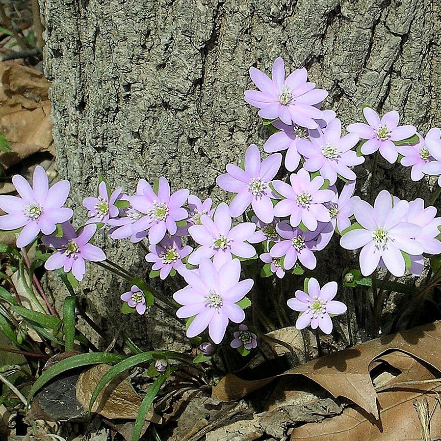 Sharp-Lobed Hepatica - Hepatica acutiloba | Perennial from EphemeralArk