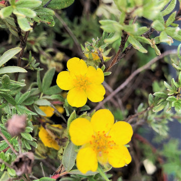 Shrubby Cinquefoil - Potentilla fruticosa | Shrub from StWilliamsNursery&EcologyCentre