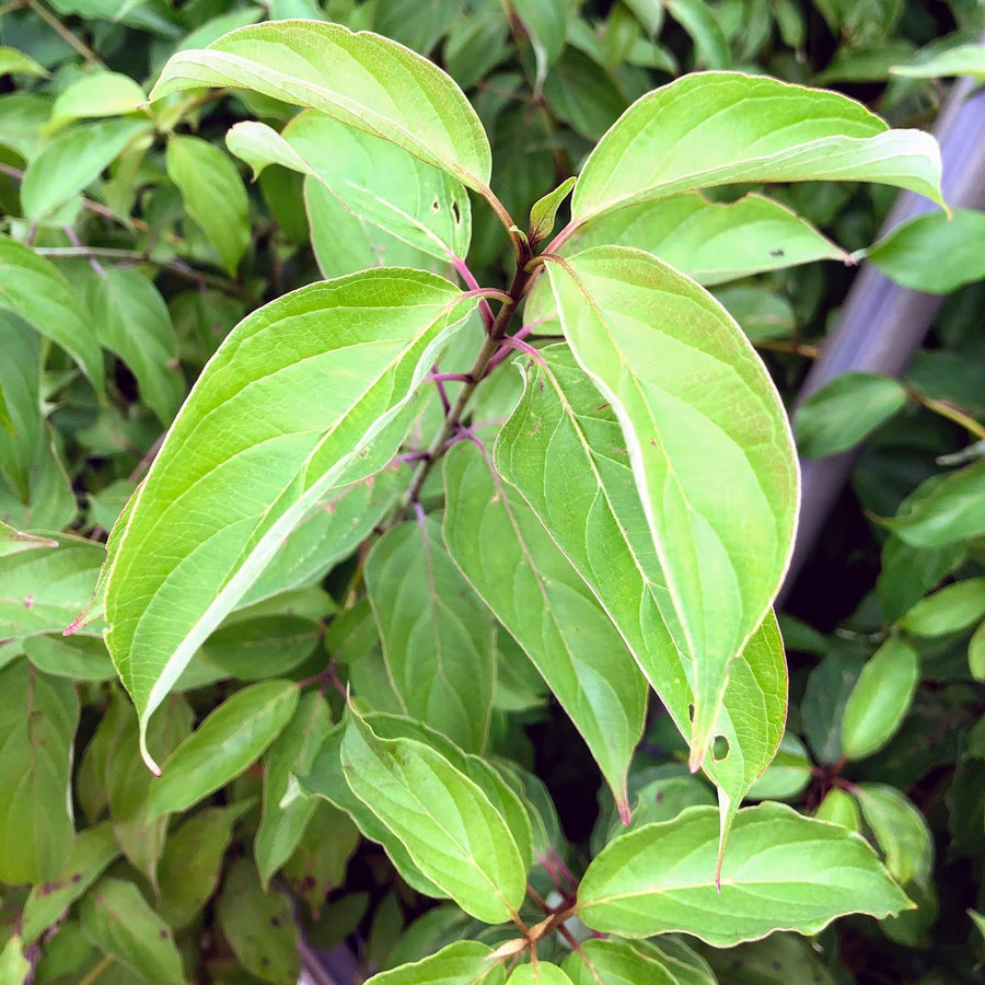 Silky Dogwood - Cornus amomum | Shrub from StWilliamsNursery&EcologyCentre