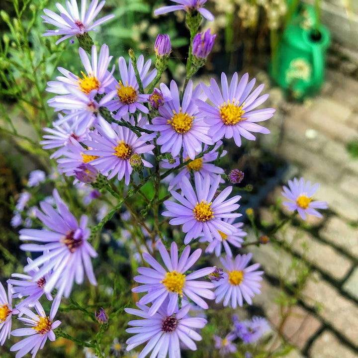 Sky Blue Aster - Symphyotrichum oolentangiense | Perennial from StWilliamsNursery&EcologyCentre