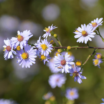 Smooth Aster - Symphyotrichum laeve | Perennial from StWilliamsNursery&EcologyCentre