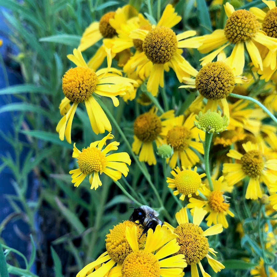 Helen's Flower;Sneezeweed - Helenium autumnale | Perennial from StWilliamsNursery&EcologyCentre