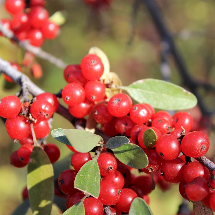 Soapberry - Shepherdia canadensis | Shrub from StWilliamsNursery&EcologyCentre