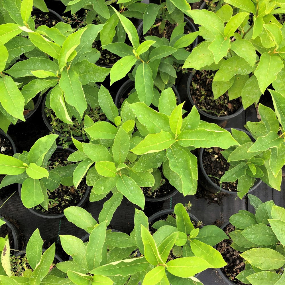 Spicebush - Lindera benzoin | Shrub from StWilliamsNursery&EcologyCentre