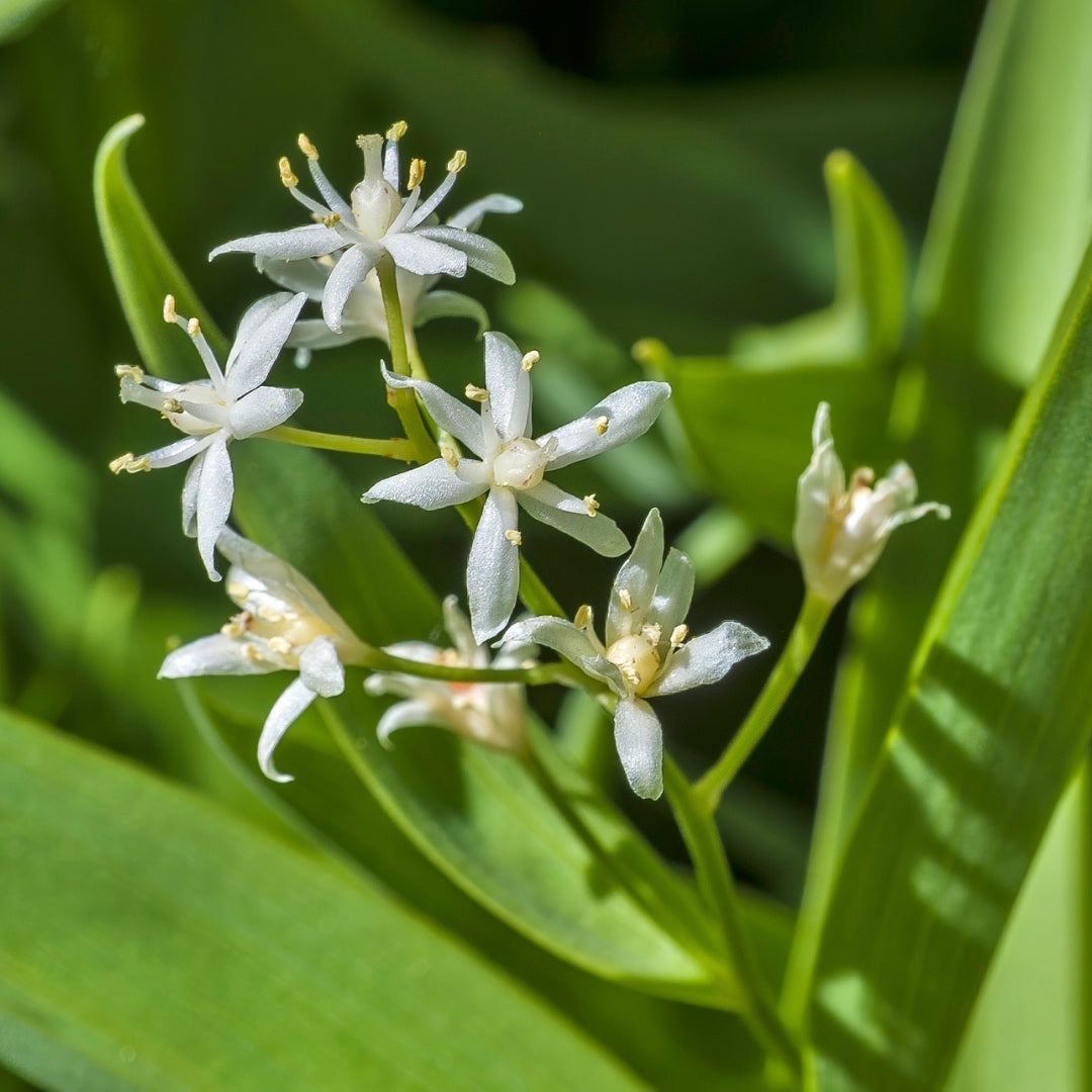 Starry False Solomon-Seal - Maianthemum stellatum | Pots // Native pla ...