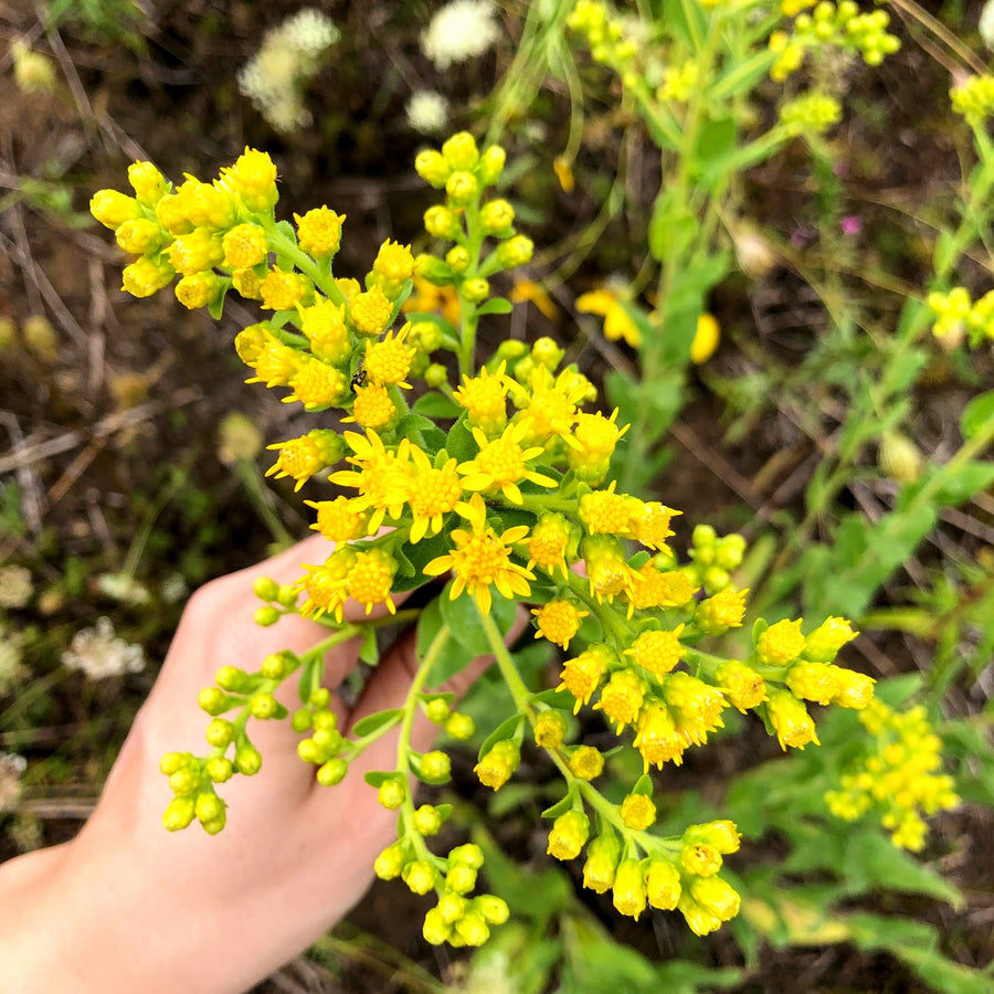 Stiff Goldenrod - Solidago rigida | Perennial from StWilliamsNursery&EcologyCentre