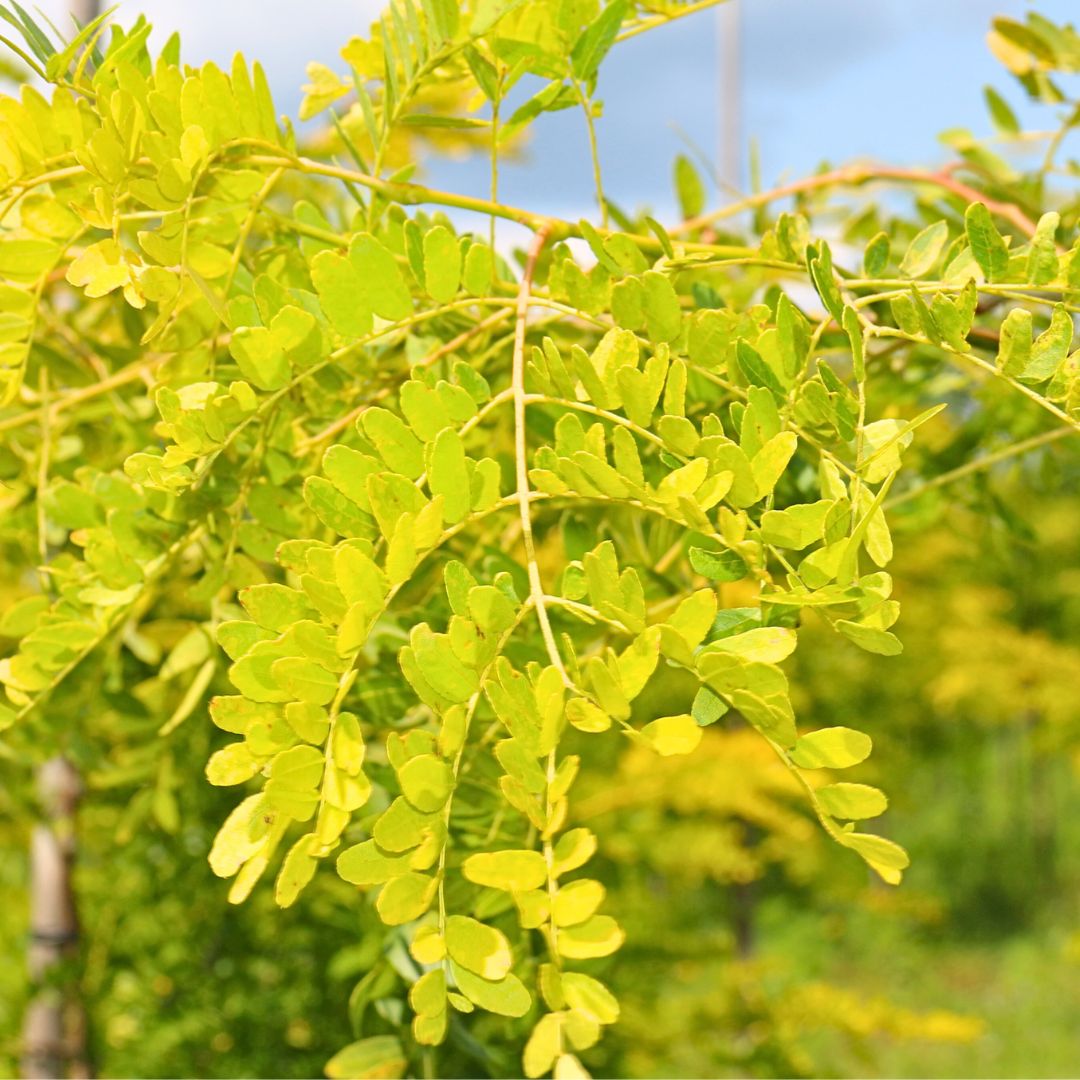 Gleditsia triacanthos 'Suncole' - Sunburst Honey Locust | WB - Wirebas ...