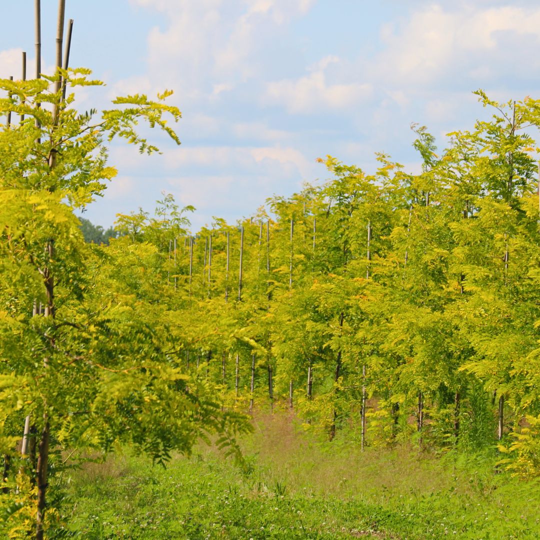 Honey Locust &