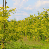 Honey Locust 'Sunburst' - Gleditsia triacanthos 'Sunburst' | Deciduous Tree from ABTrees