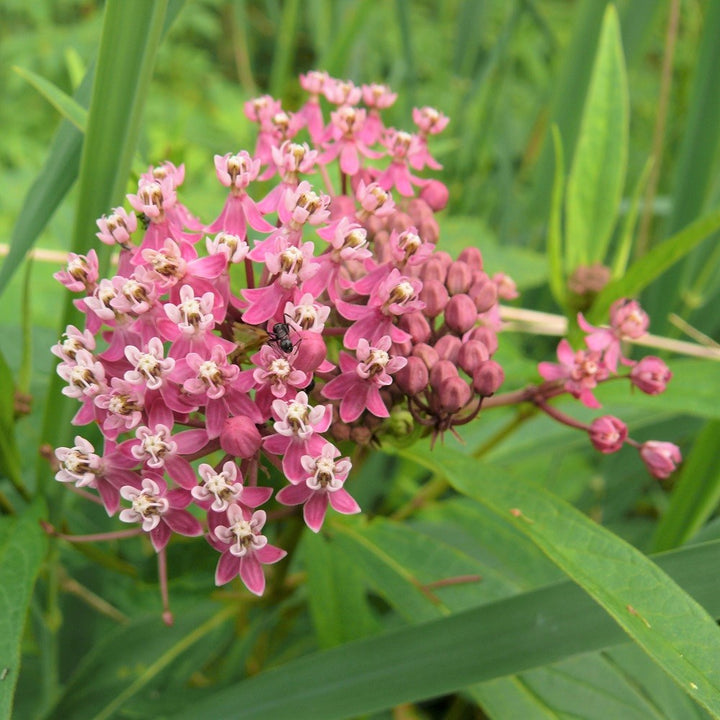 Swamp Milkweed;Rose Milkweed - Asclepias incarnata | Perennial from StWilliamsNursery&EcologyCentre