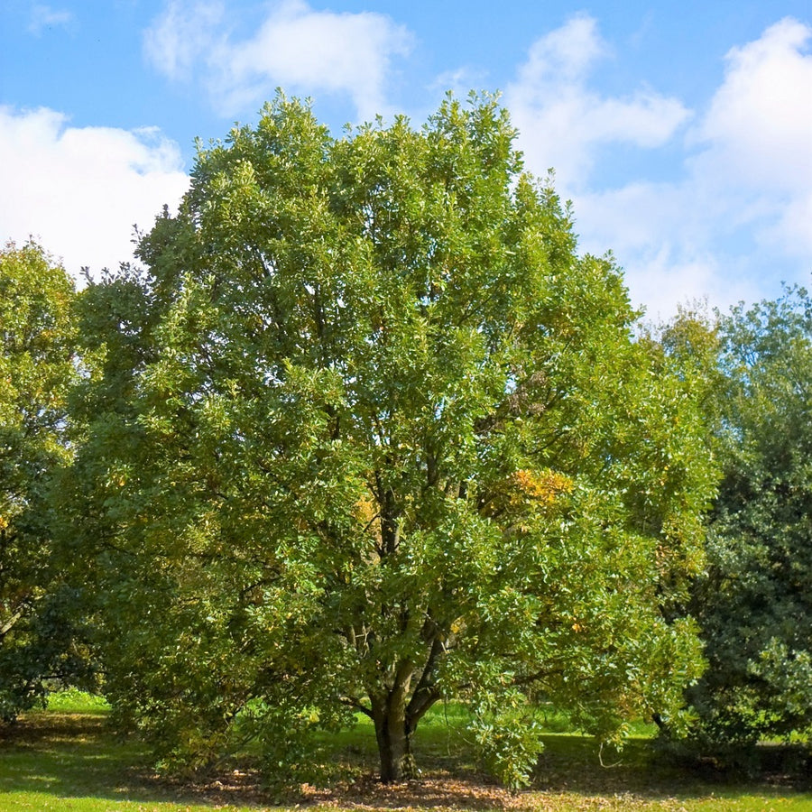 Swamp White Oak  - Quercus bicolor  | Deciduous Tree from ABTrees