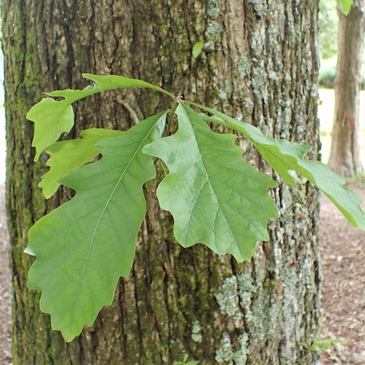 Swamp White Oak  - Quercus bicolor  | Deciduous Tree from ABTrees