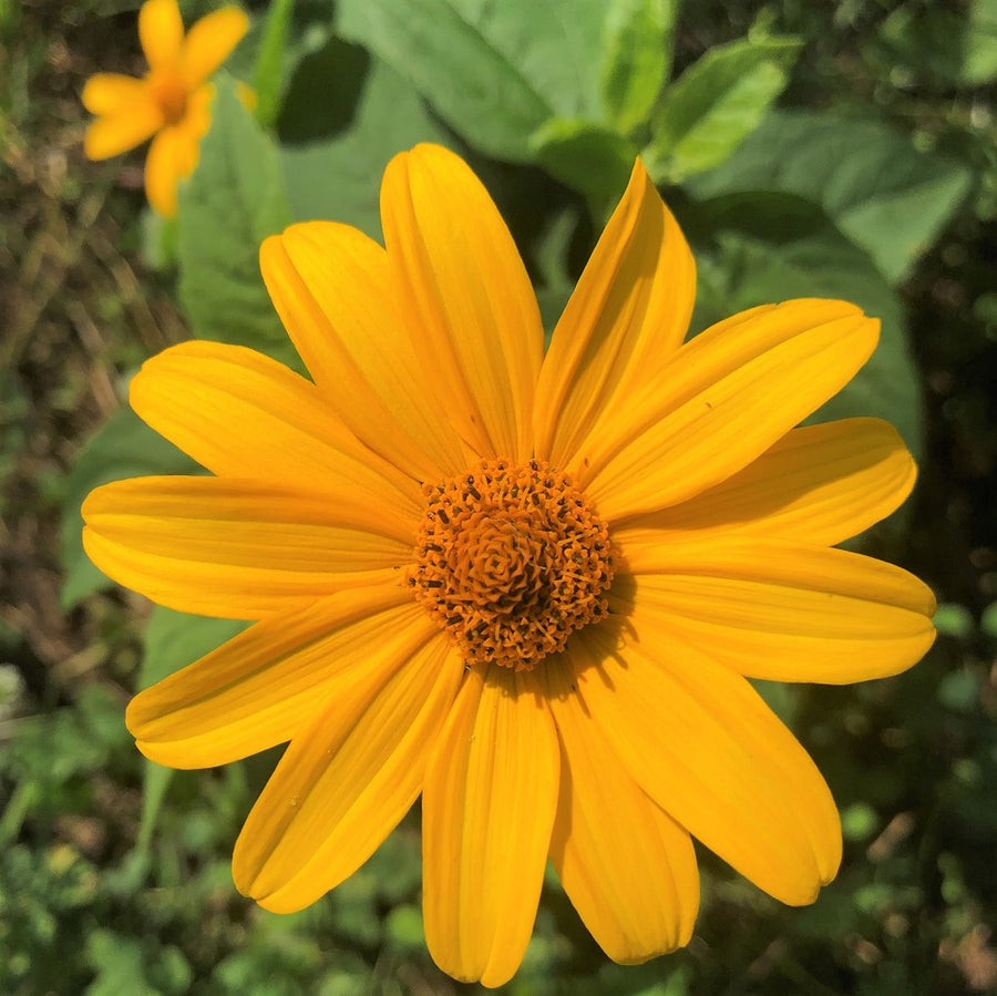 Sweet Ox-Eye - Heliopsis helianthoides | Perennial from StWilliamsNursery&EcologyCentre