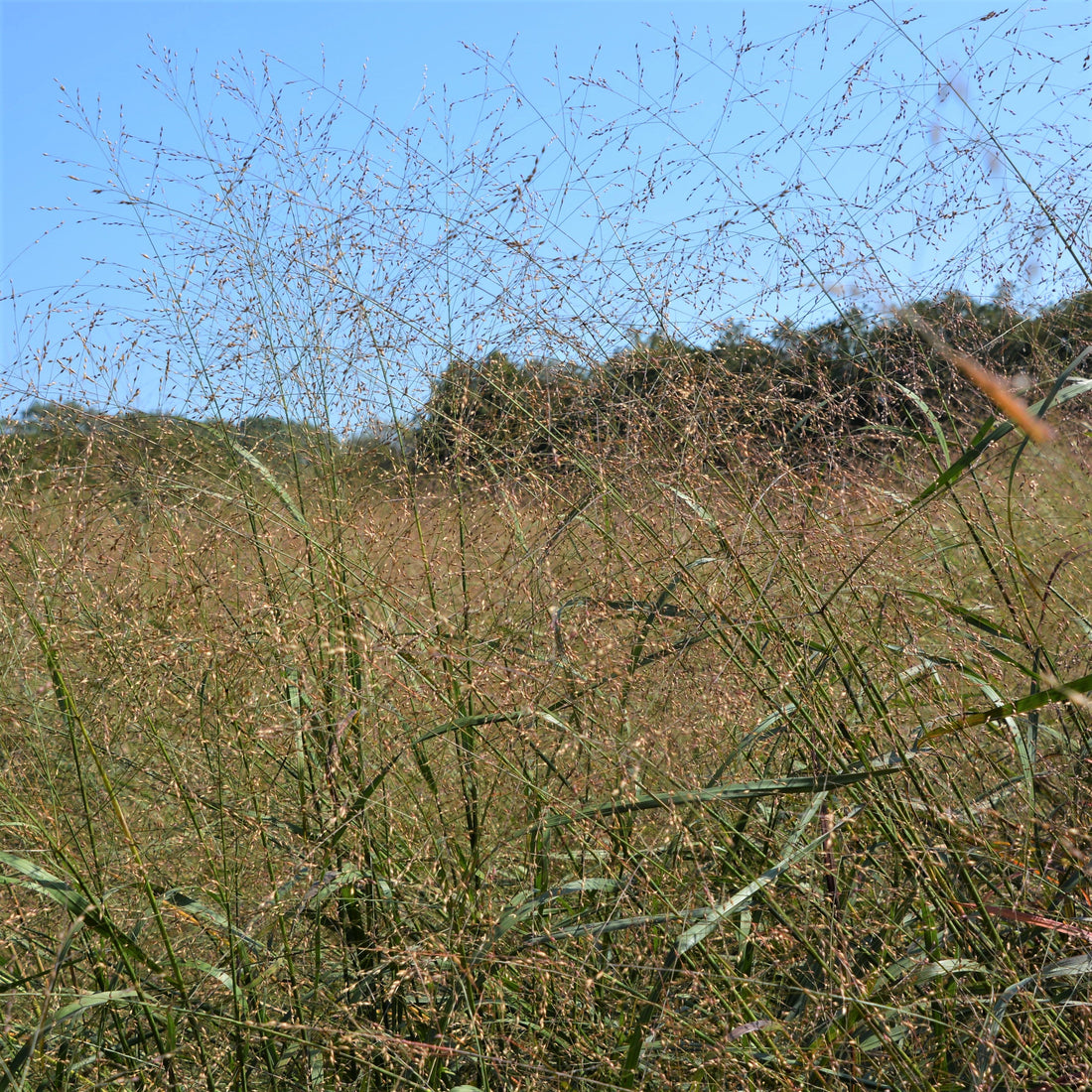 Switch Grass - Panicum virgatum | Perennial from StWilliamsNursery&EcologyCentre