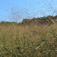 Switch Grass - Panicum virgatum | Perennial from StWilliamsNursery&EcologyCentre