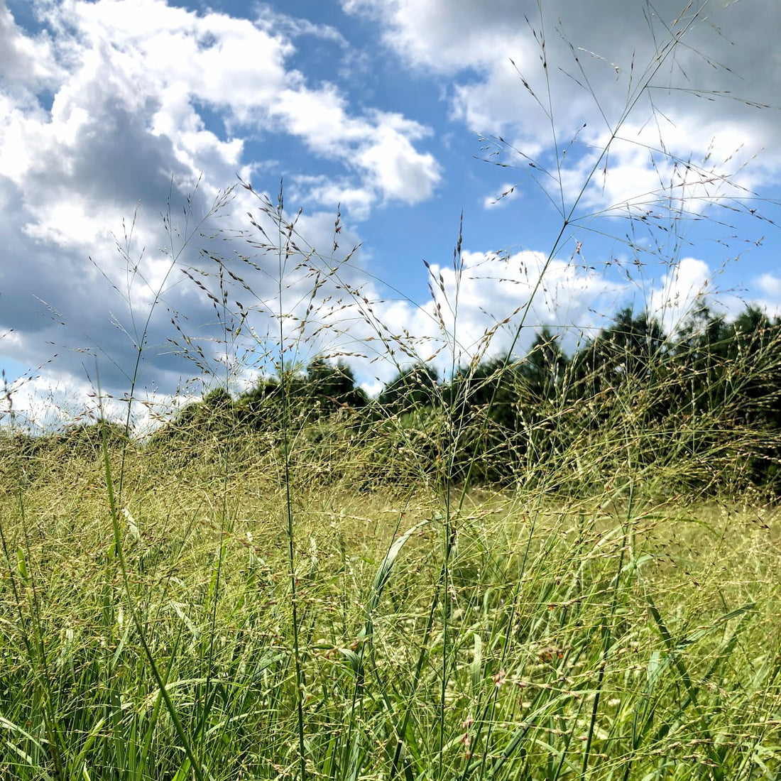 Switch Grass - Panicum virgatum | Perennial from StWilliamsNursery&EcologyCentre