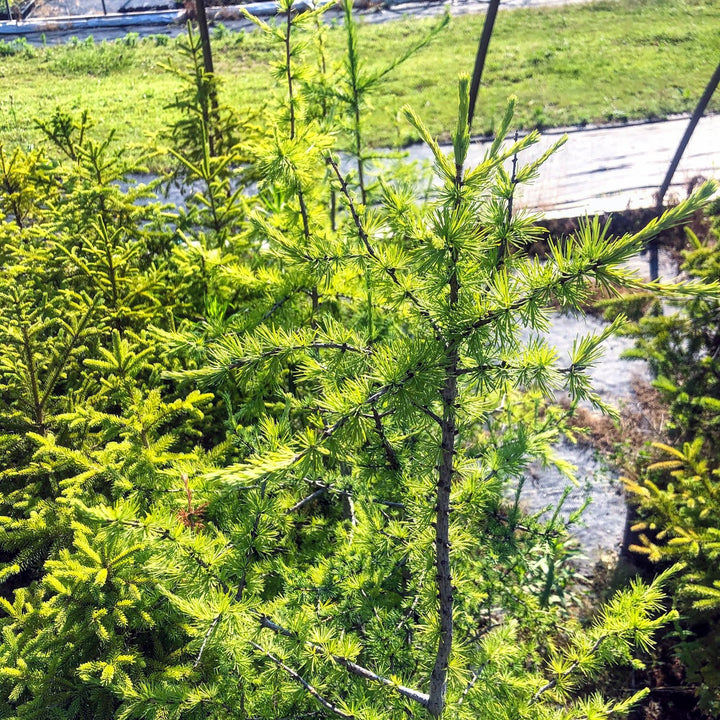 Tamarack - Larix laricina | Tree - Coniferous from StWilliamsNursery&EcologyCentre