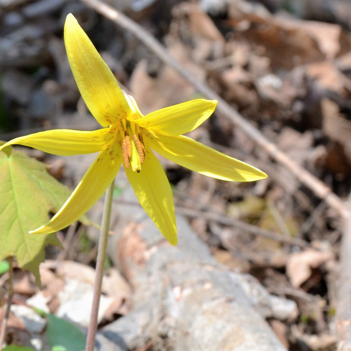 Yellow Trout Lily - Erythronium americanum | Perennial from EphemeralArk