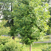 Tulip Tree  - Liriodendron tulipifera  | Deciduous Tree from ABTrees