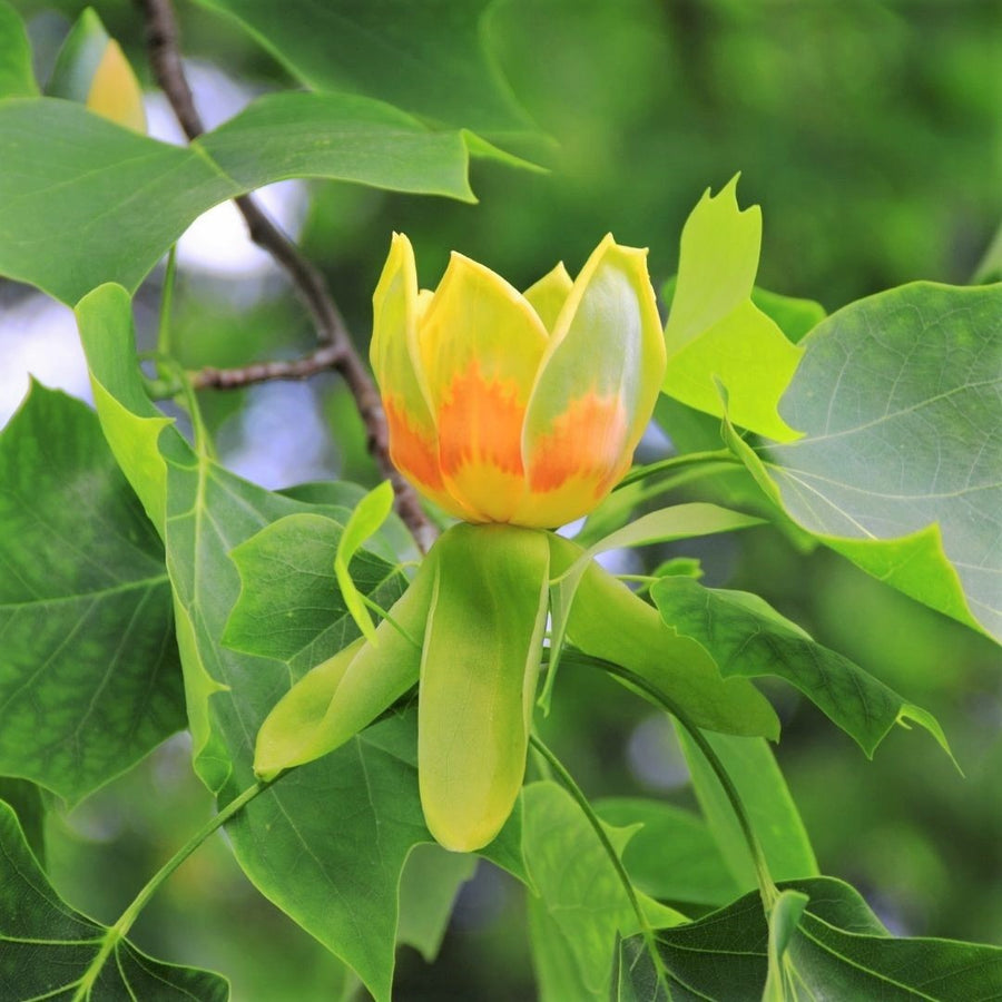 Tulip Tree  - Liriodendron tulipifera  | Deciduous Tree from ABTrees