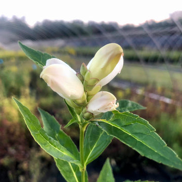 Turtlehead - Chelone glabra | Perennial from StWilliamsNursery&EcologyCentre