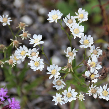 Upland White Aster;Goldenrod - Solidago ptarmicoides | Perennial from StWilliamsNursery&EcologyCentre
