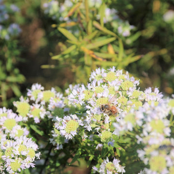 Virginia Mountain Mint - Pycnanthemum virginianum | Perennial from StWilliamsNursery&EcologyCentre