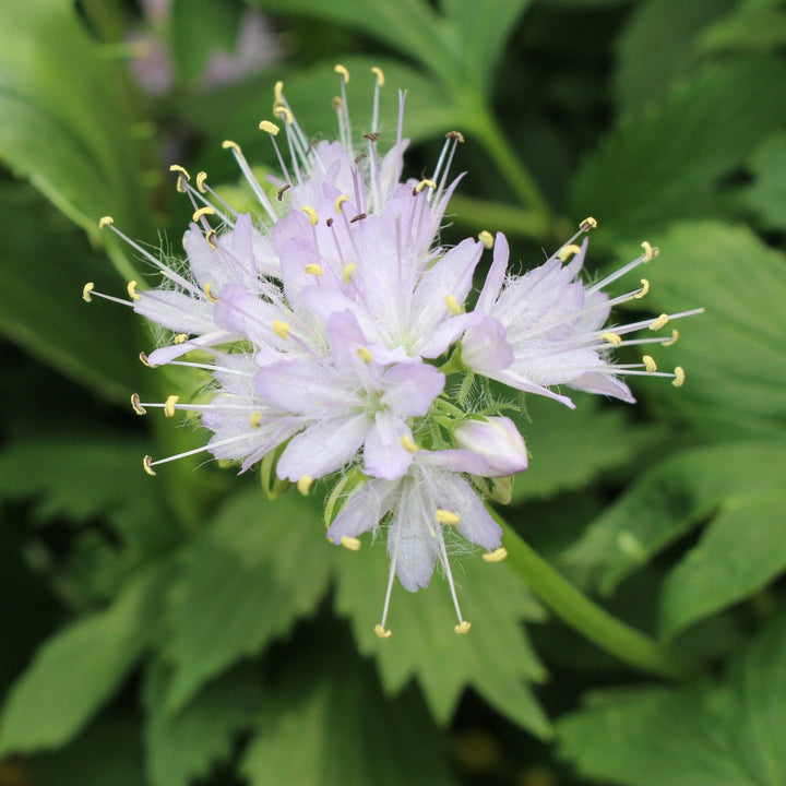 Virginia Waterleaf - Hydrophyllum virginianum | Perennial from EphemeralArk